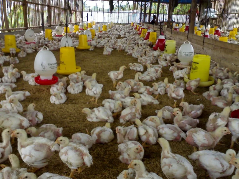 Mengatasi Tantangan dan Risiko dalam Agribisnis Unggas Pedaging