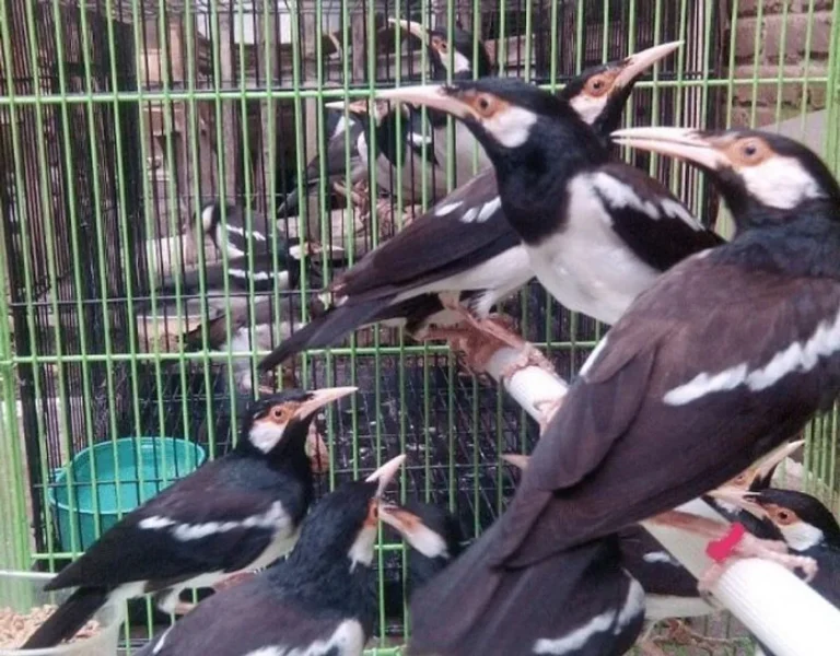 Mengatasi Tantangan Umum dalam Ternak Jalak Suren