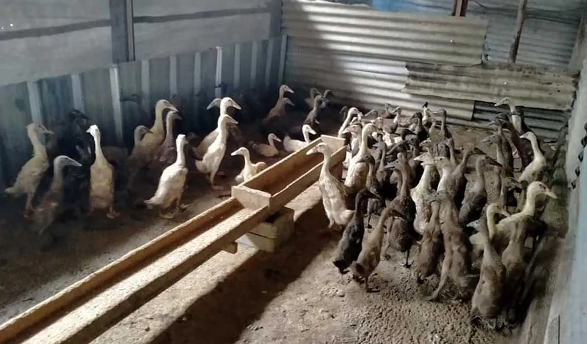 Mengenal Agribisnis dan Pemeliharaan Bebek