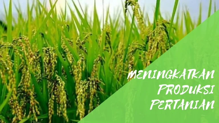 Mengenal Agribisnis dan Peningkatan Produksi Padi