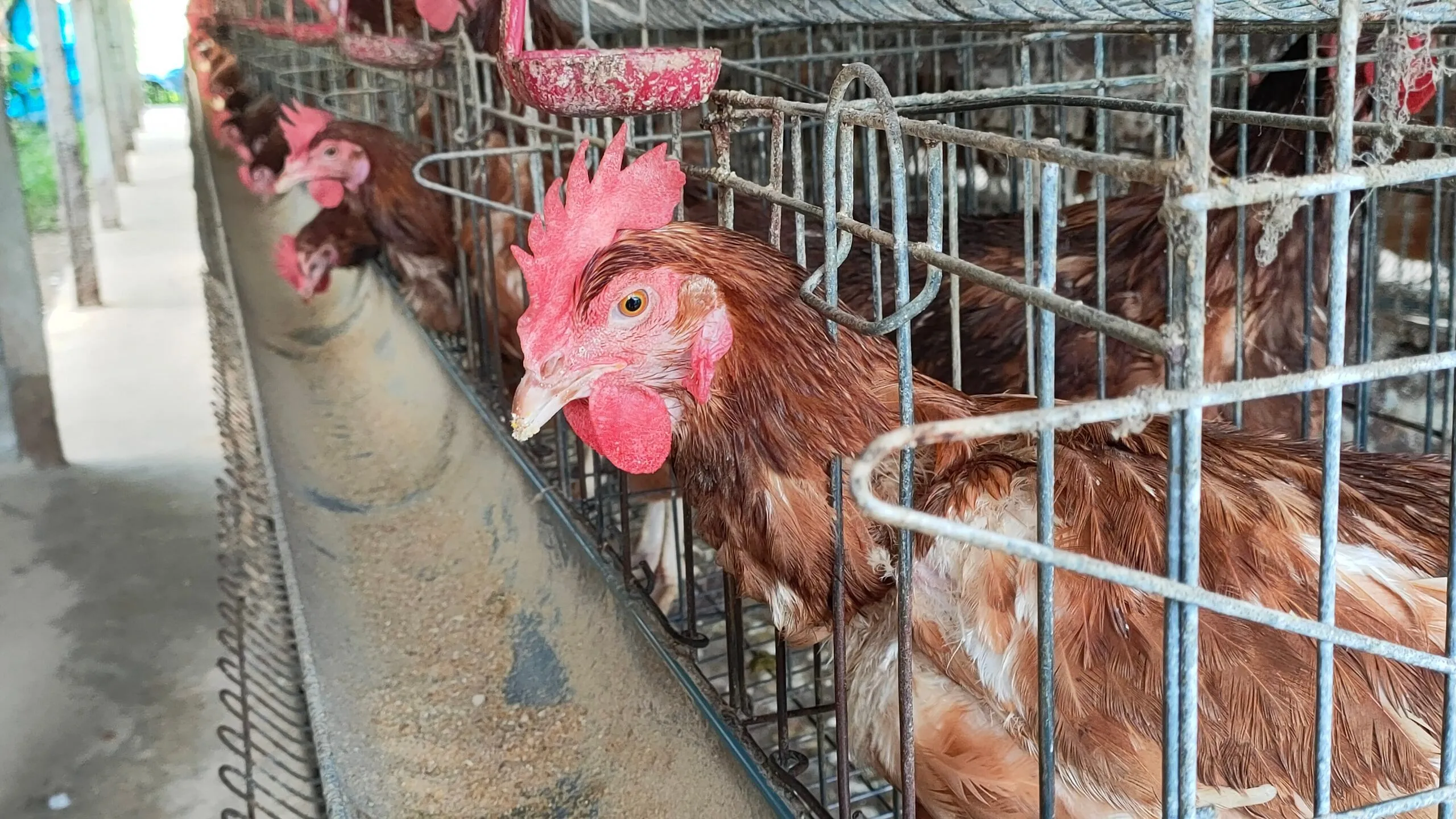 Mengenal Beternak Ayam Petelur