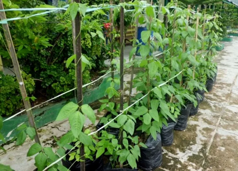Mengenal Budidaya Tanaman Kacang Panjang: Potensi Bisnis