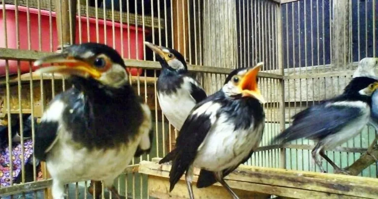 Mengenal Lebih Dekat Jalak Suren: Ciri-ciri dan Kebiasaan