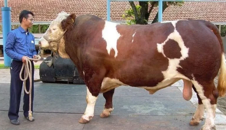 Mengenal Lebih Dekat Sapi Limousin