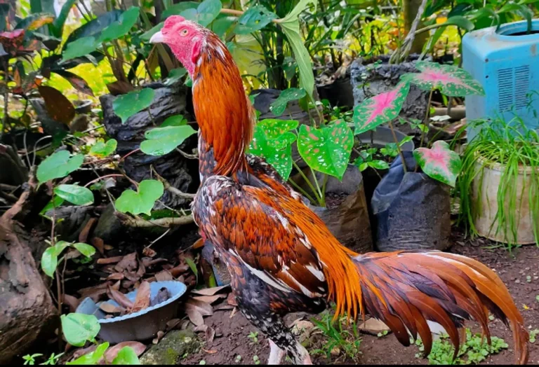 Mengenal Pemeliharaan Ternak Ayam Bangkok