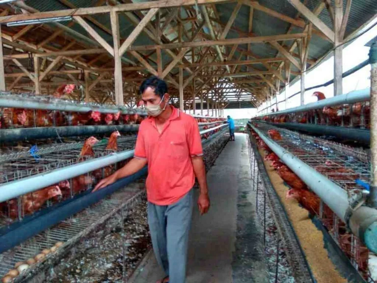 Menghadapi Tantangan Masa Depan dalam Pemasaran Ayam