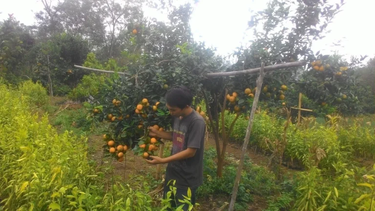 Mengoptimalkan Hasil Panen Jeruk Kikit