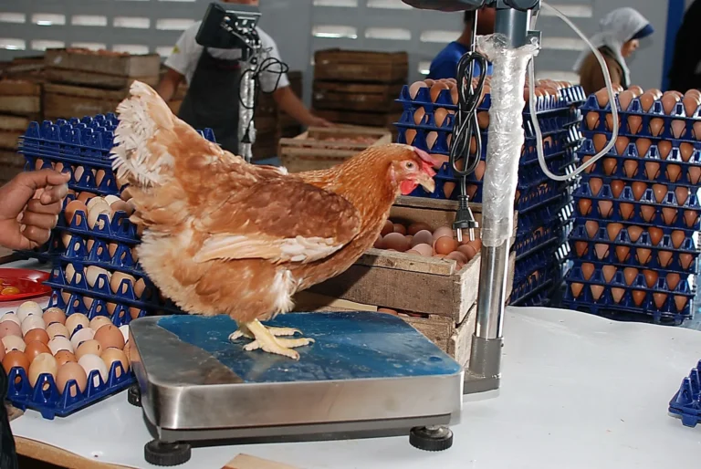 Mengoptimalkan Produksi Ayam Petelur
