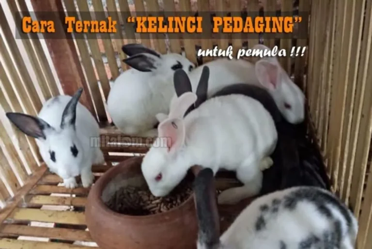 Mengungkap Trik dalam Cara Beternak Kelinci