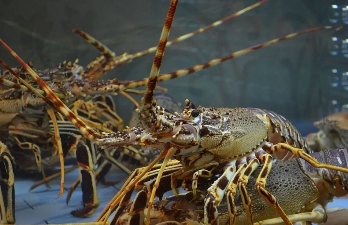 Mengungkap Trik dalam Cara Ternak Lobster Air Tawar