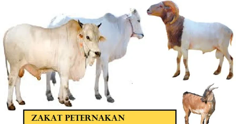 Menikmati Hasil Ternak Rangrang Anda