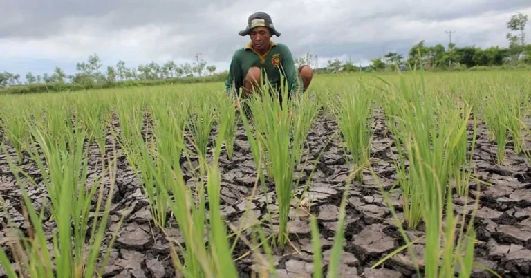 Meningkatkan Efisiensi Air dalam Pertanian