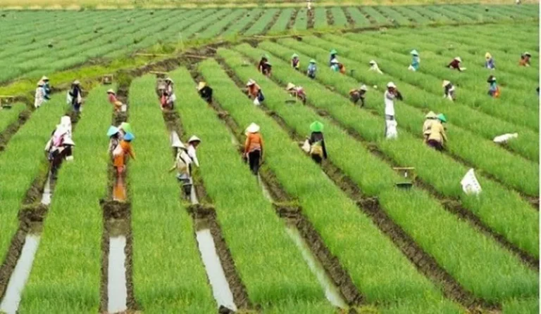 Meningkatkan Efisiensi Air dalam Pertanian