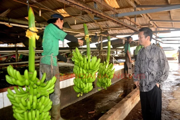 Meningkatkan Efisiensi Produksi dalam Bisnis Perkebunan Pisang