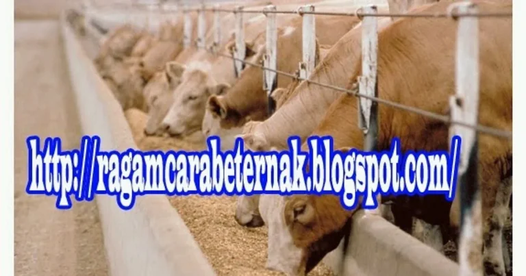 Meningkatkan Hasil Beternak dengan Cara yang Tepat