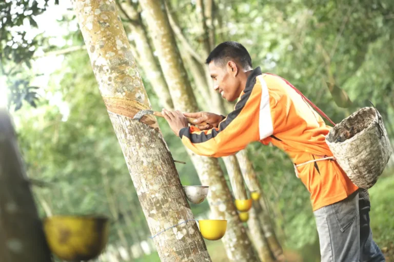 Meningkatkan Kualitas Karet dalam Agribisnis