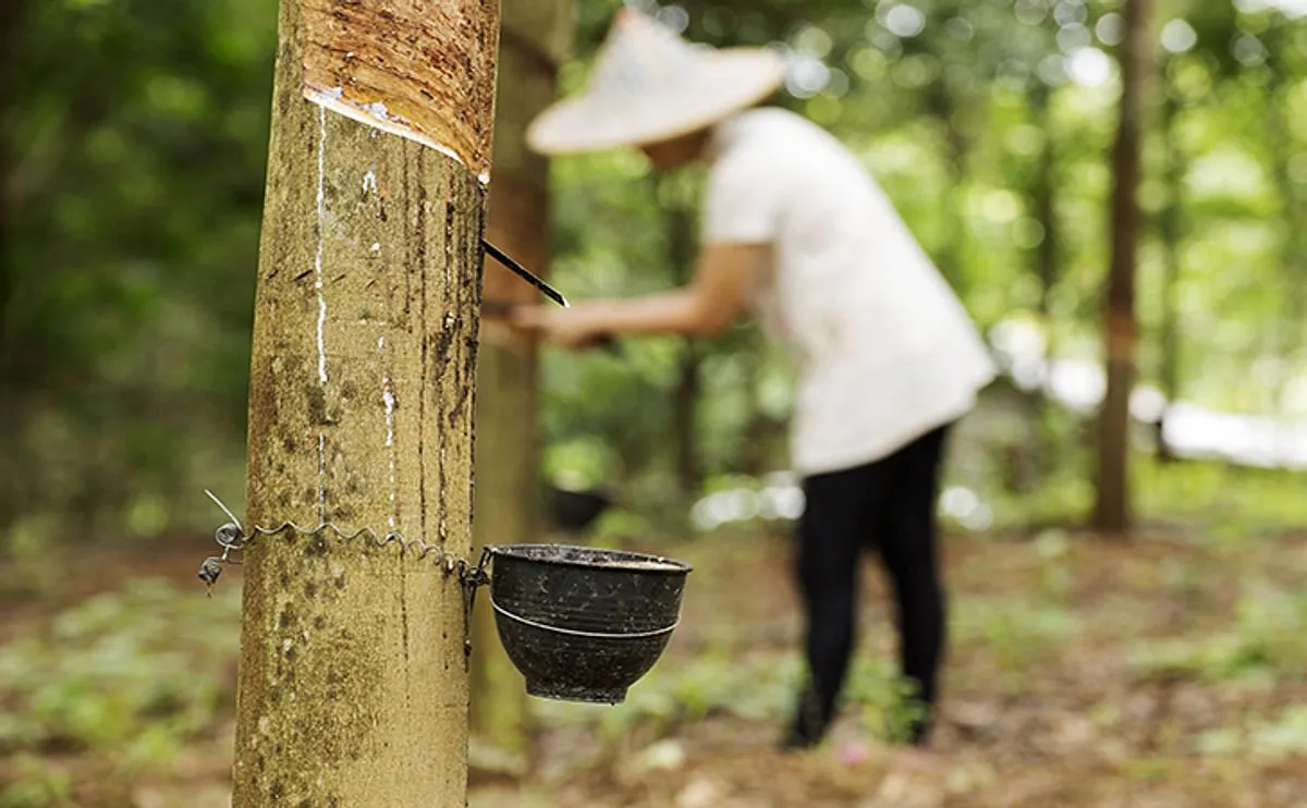 Meningkatkan Kualitas Karet dalam Agribisnis