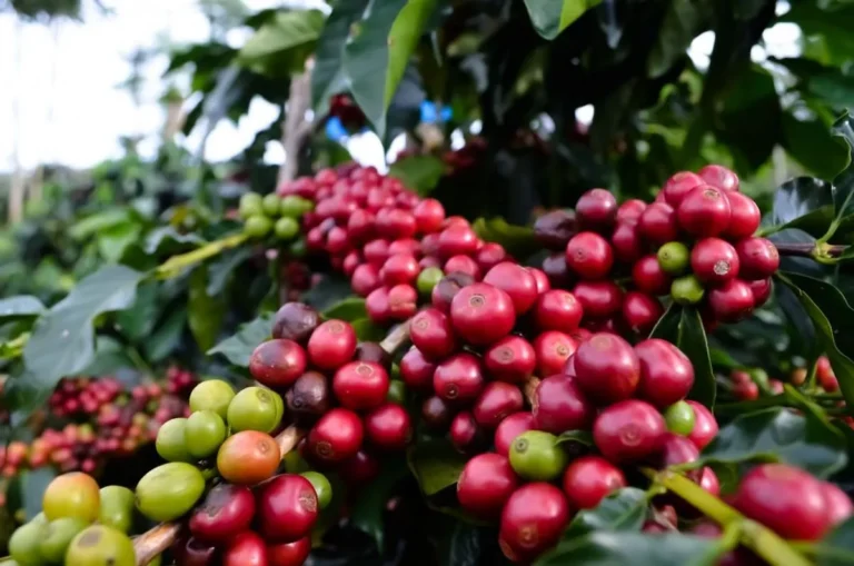 Meningkatkan Kualitas Kopi dalam Agribisnis