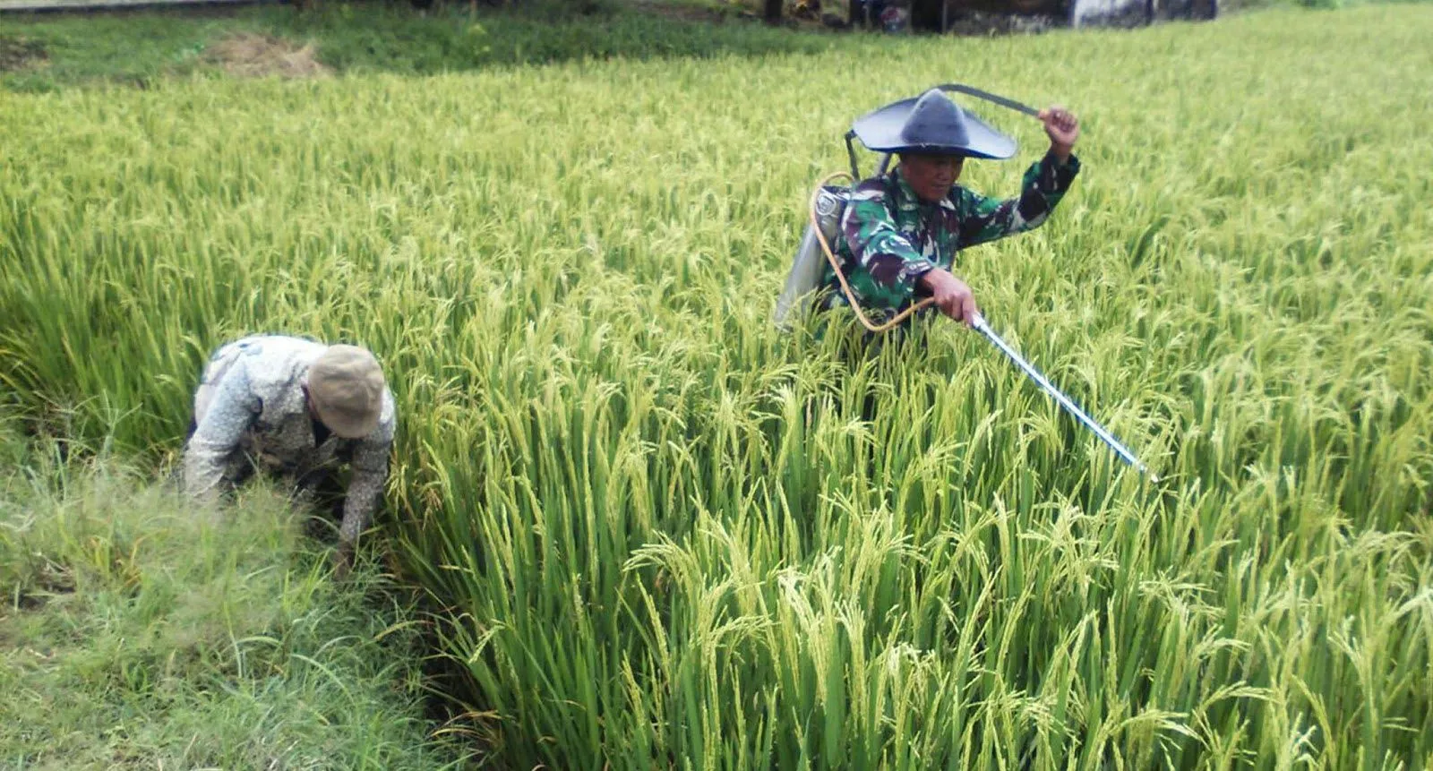 Meningkatkan Kualitas Produksi Alpukat