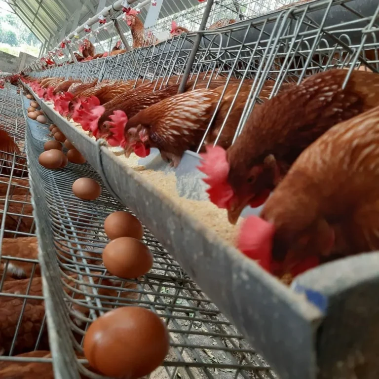 Meningkatkan Kualitas Telur Ayam