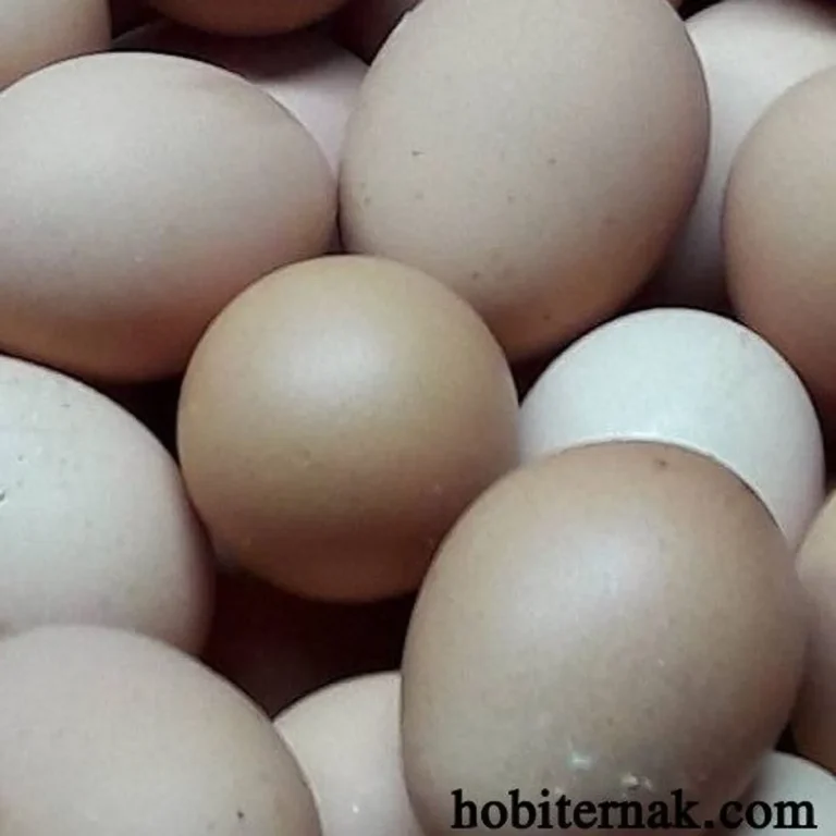 Meningkatkan Kualitas Telur Ayam