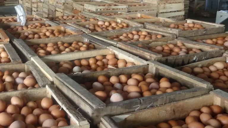 Meningkatkan Kualitas Telur Ayam