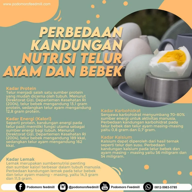 Meningkatkan Kualitas Telur Ayam