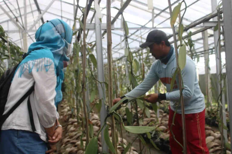Meningkatkan Kualitas Vanili dalam Agribisnis