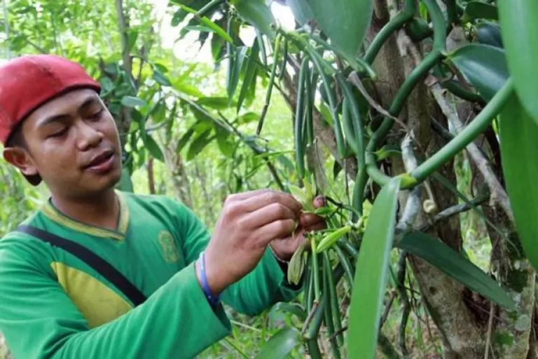 Meningkatkan Kualitas Vanili dalam Agribisnis: Kesimpulan