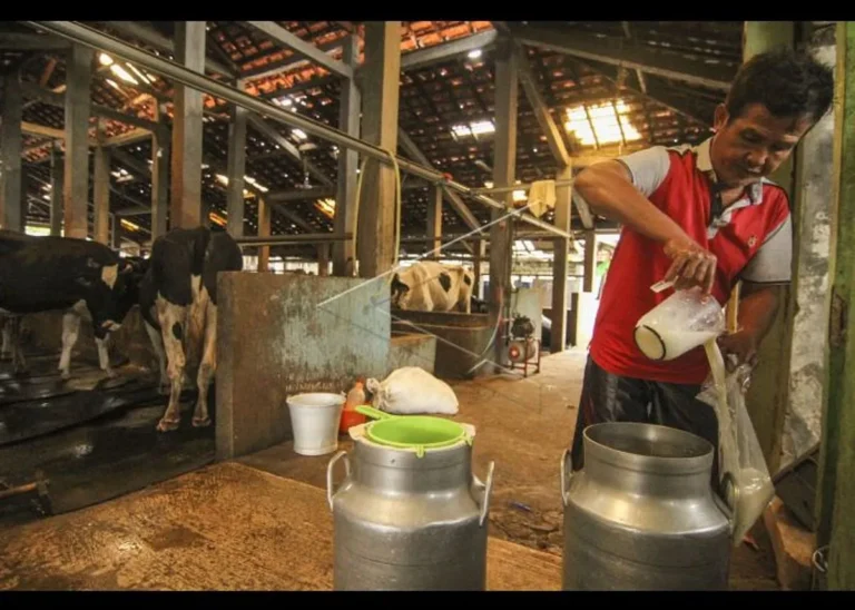 Meningkatkan Produksi Susu Sapi Perah