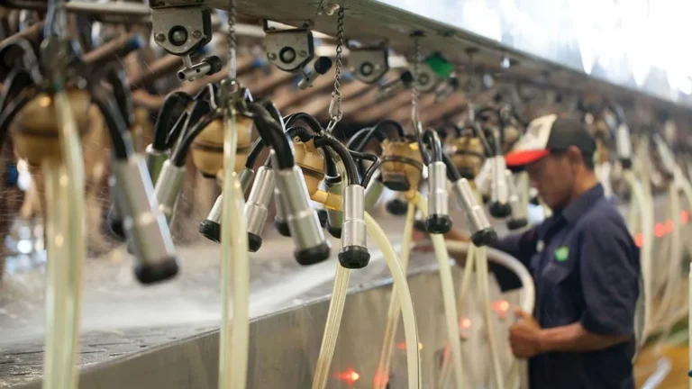Meningkatkan Produksi Susu Sapi Perah