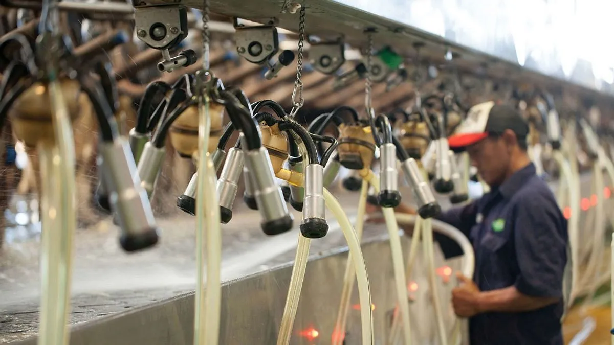 Meningkatkan Produksi Susu Sapi Perah