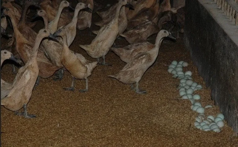 Meningkatkan Produksi Telur Bebek