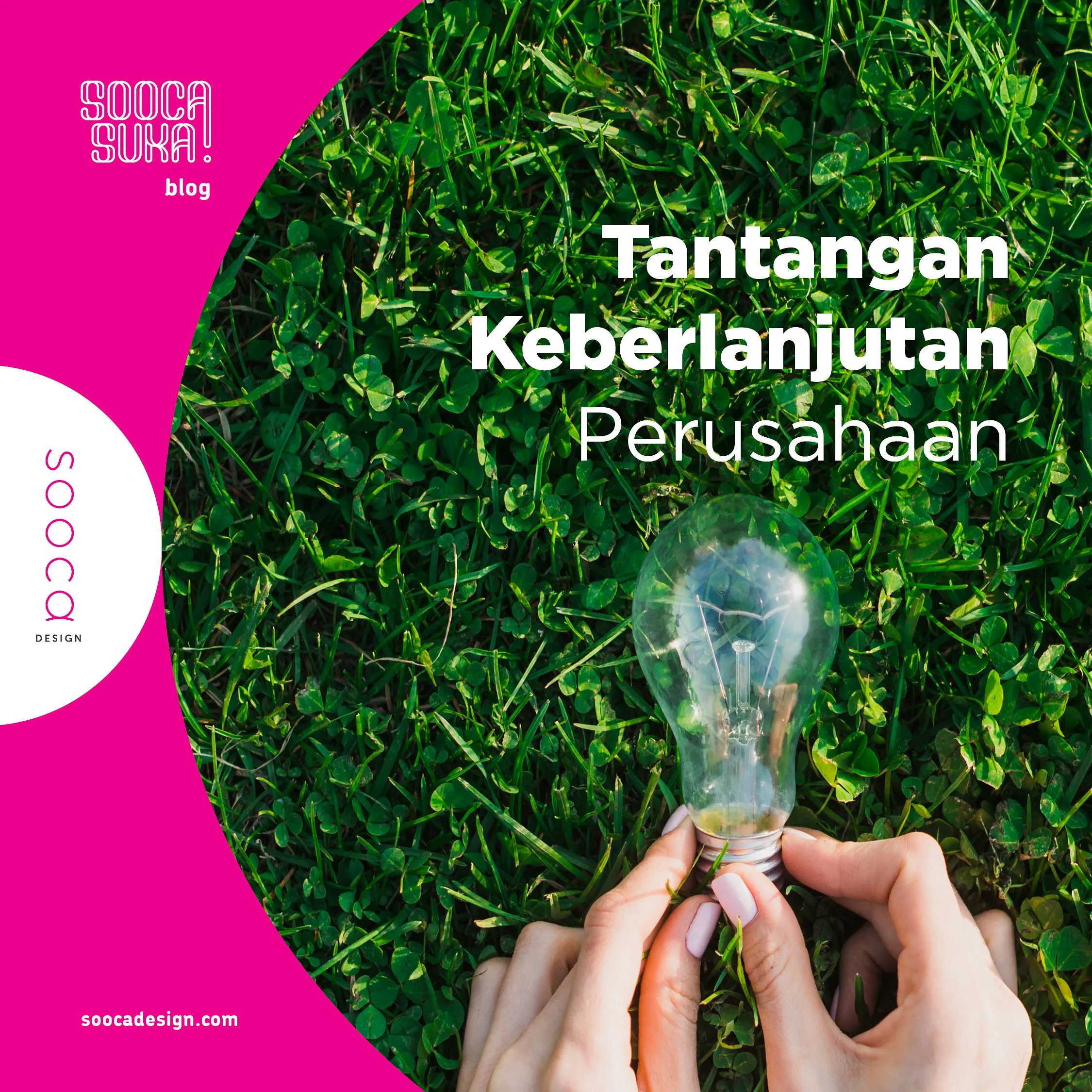 Meningkatkan Produktivitas Pala dalam Agribisnis