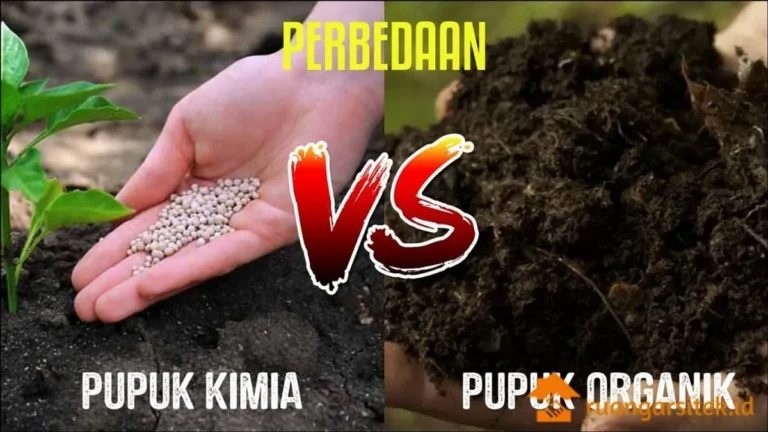 Meningkatkan Produktivitas Pertanian Cengkeh