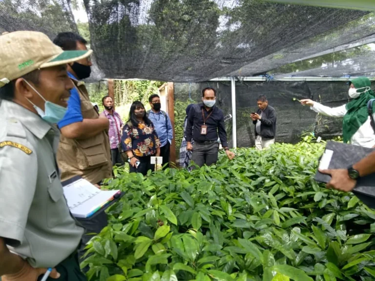 Meningkatkan Produktivitas Pertanian Cengkeh