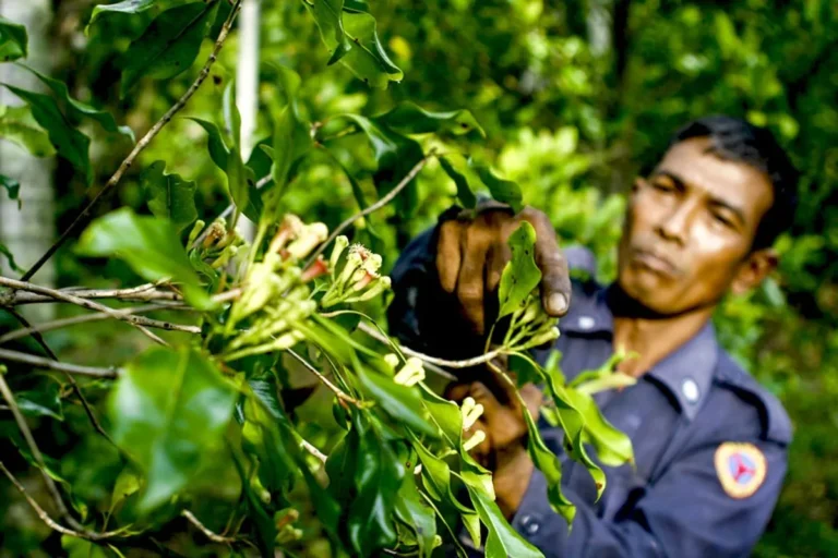 Meningkatkan Produktivitas Pertanian Cengkeh