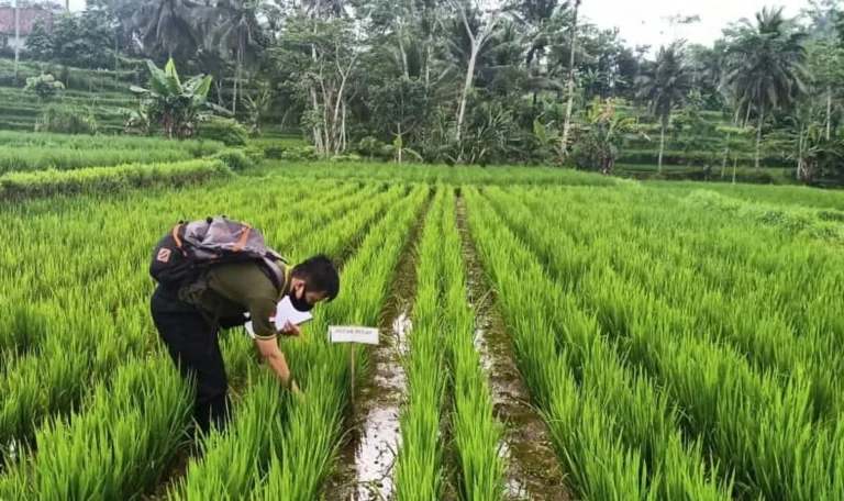 Meningkatkan Produktivitas Pertanian dengan Pengendalian Hama yang Efektif