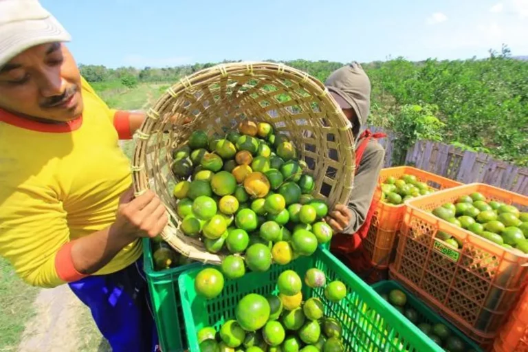 Meningkatkan Produktivitas Pertanian Jeruk