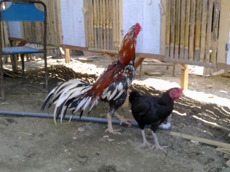 Meningkatkan Produktivitas Ternak Ayam Bangkok