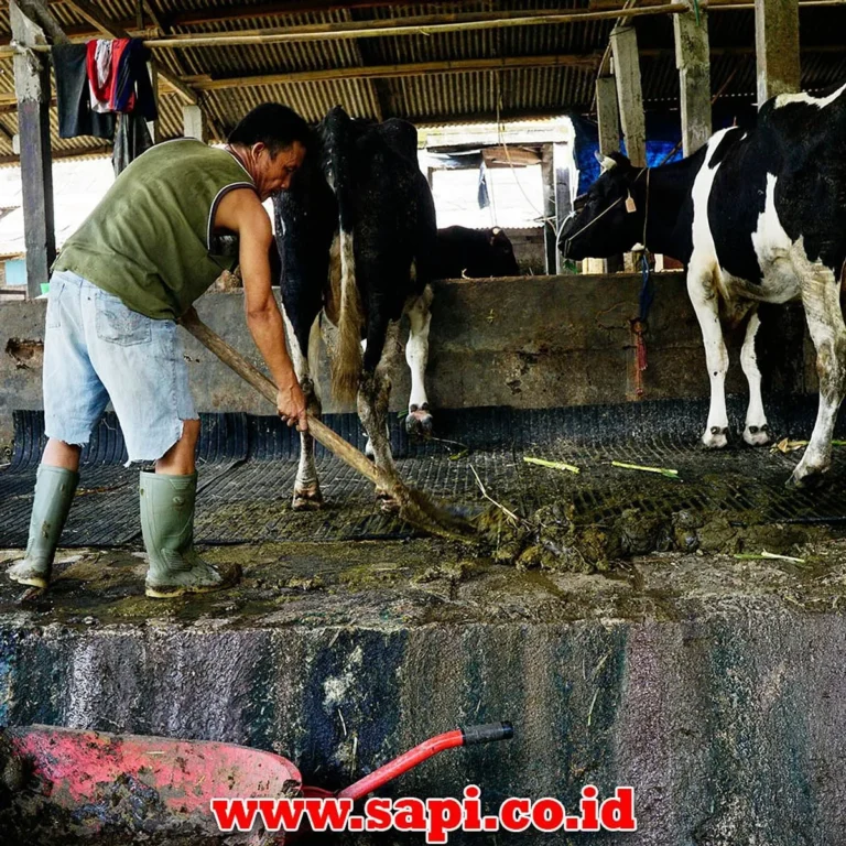 Menjaga Kesehatan dan Kebersihan Kandang Nyamuk