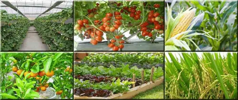 Menyelami Dunia Agribisnis Pangan dan Non Pangan