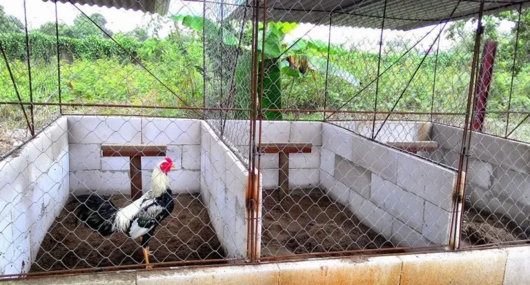 Menyimpulkan Pemeliharaan Ternak Ayam Bangkok