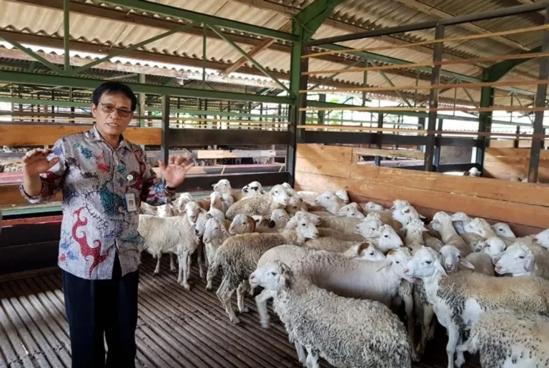 Menyusun Rencana Pemasaran yang Sukses untuk Daging Kambing