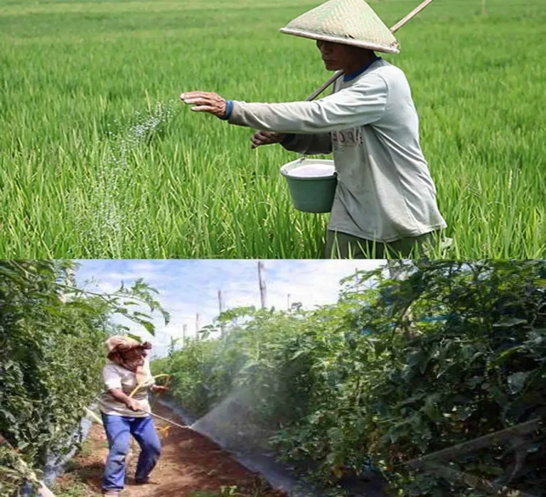 Menyusun Rencana Pemupukan yang Tepat