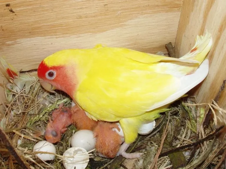 Meraih Kesuksesan dalam Bisnis Ternak Lovebird