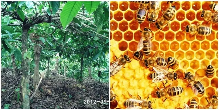 Meraih Sukses dalam Beternak Lebah Madu
