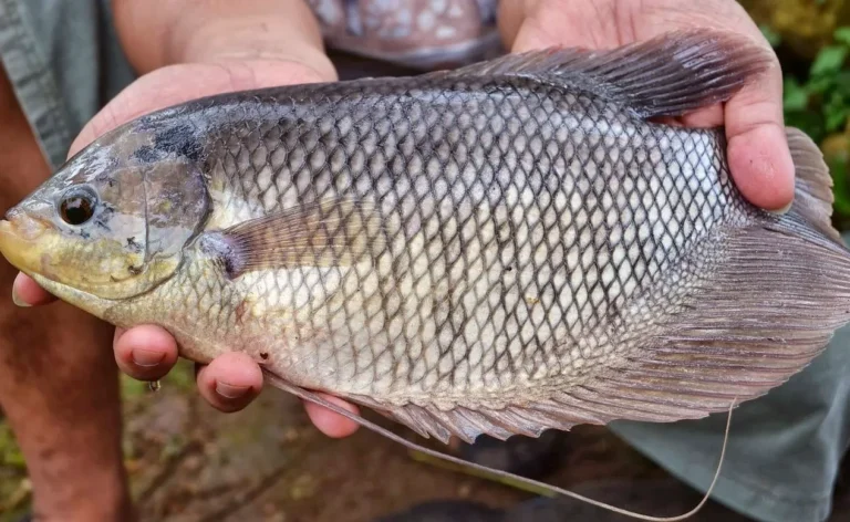 Merawat Ikan Gurame dengan Baik
