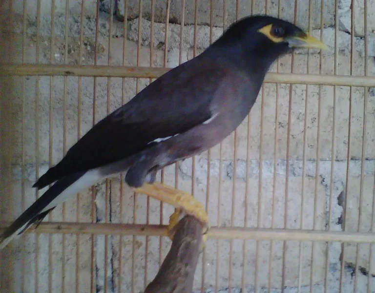 Merawat Jalak Nias dengan Baik