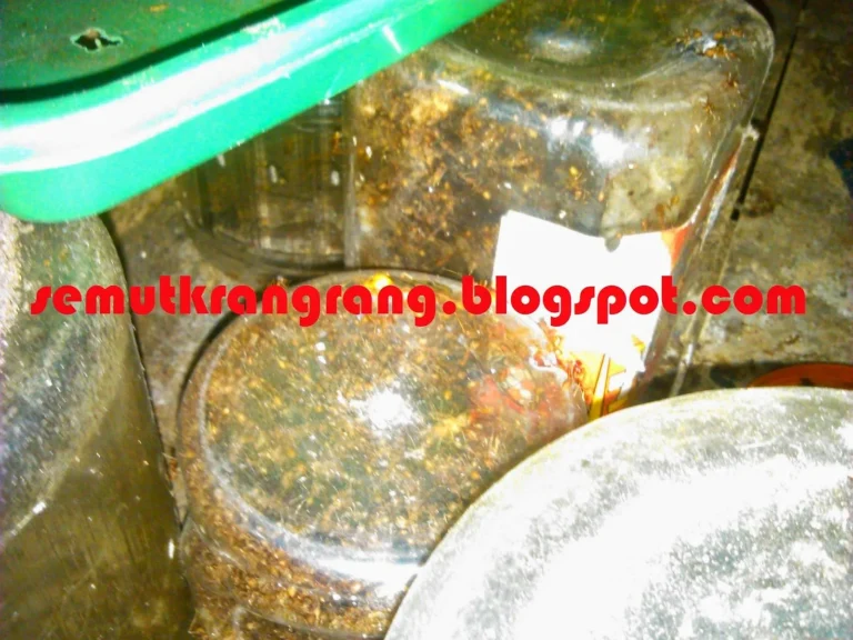 Merawat Rangrang Anda dengan Cermat